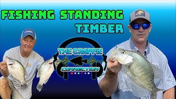 How to Fish for Crappie on Standing Timber