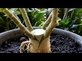 GRAFTING ADENIUM