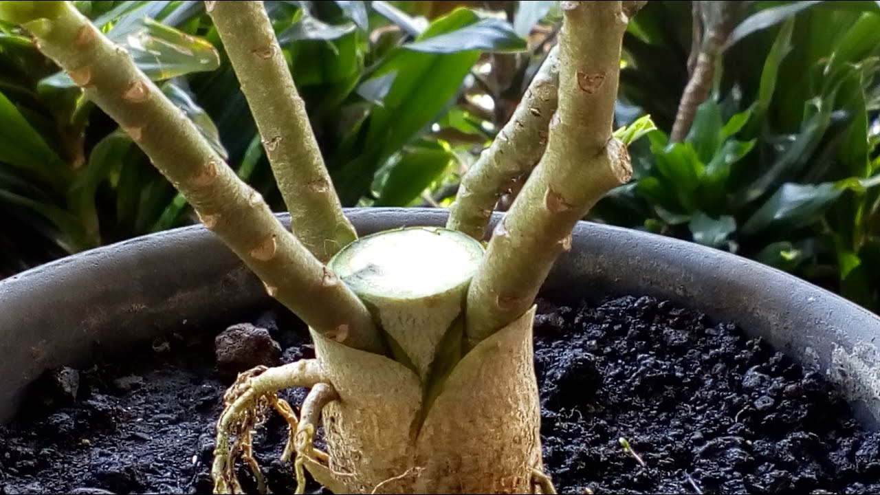 GRAFTING ADENIUM - YouTube