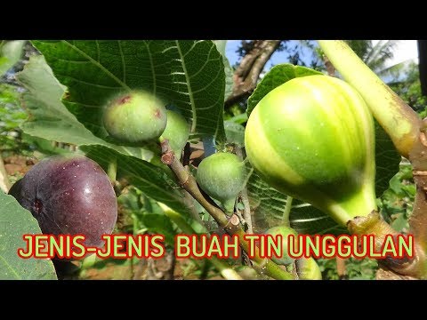 Video: Varietas Pohon Ara - Ada Berapa Jenis Pohon Ara