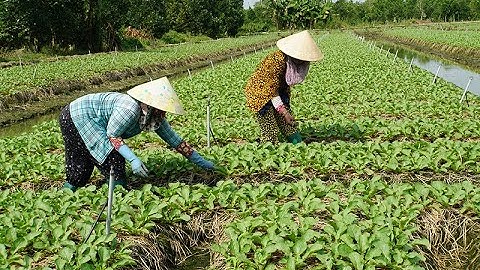 Xây dựng nông thôn mới góp phần nâng cao thu nhập cho người dân