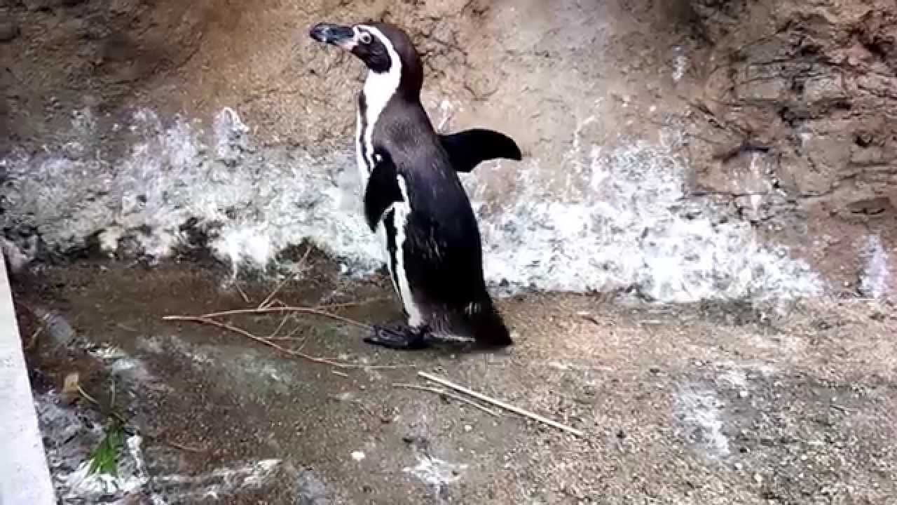 Penguin Preening 