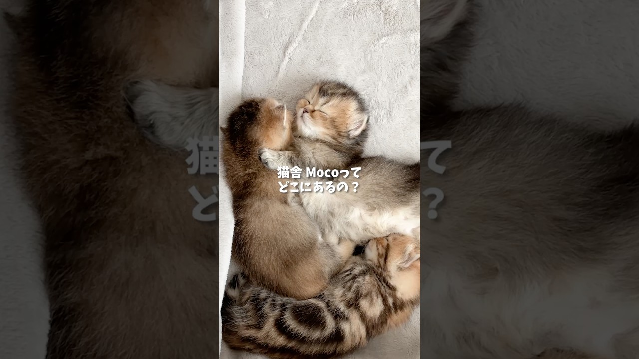 猫舎Mocoってどこにあるの？ - YouTube