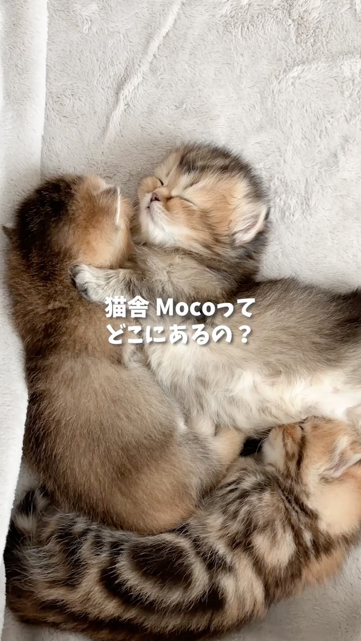 猫舎Mocoってどこにあるの？ - YouTube