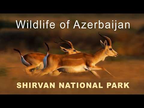Wildlife of Azerbaijan. Shirvan National Park. 4K | Film Studio Aves