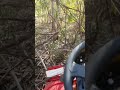 4WD Japanese Mower vs. Tree 🌳 Razorback CMX2302 CanyCom #offgrid #bush #rural #mowing 