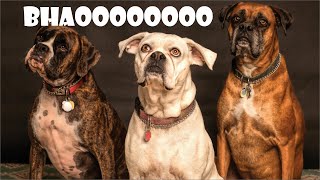 Dog Barking Sounds | Epic Dog Barking Compilation: See How Your Dogs REACTS and Can't Resist!