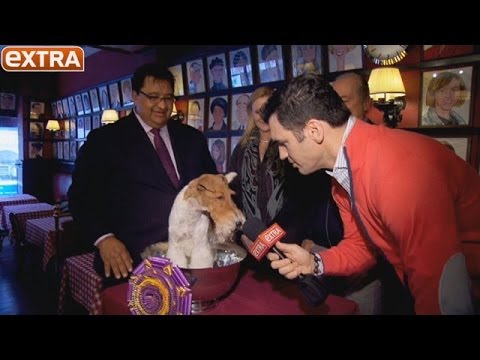 Video: 20 Anak Anjing yang Ditinggalkan di Lapangan Akan Mendapatkan Happily Ever After