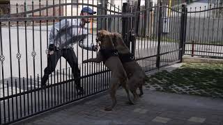 Junior Vs Brutality -6Months Old Extasy Bandog Females