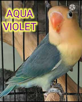 Jenis Burung Lovebird AQUA B1 yang lagi ngetrend 2021 di Indonesia.  #Short