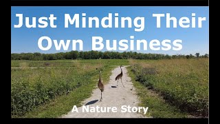 Just Minding Their Own Business | A Nature Story