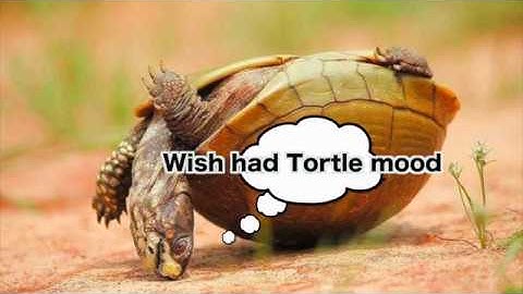 Turtle Drone | FPV (Turtle Mode) | ETHIX