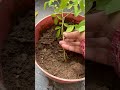 Modern respect #funny #ytshorts #trending