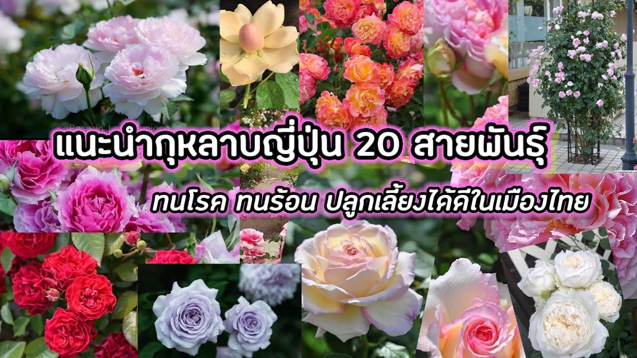 แนะนำกุหลาบญี่ปุ่น 20 สายพันธุ์ทนโรค ทนร้อน ปลูกเลี้ยงได้ดีในเมืองไทย