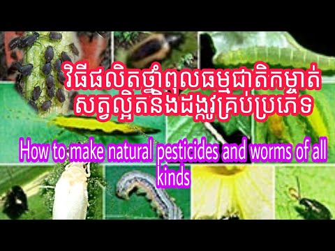 #សំខាន់ណាស់: របៀបផលិតថ្នាំពុលធម្មជាតិកំចាត់សត្វល្អិតនិងដង្កូវគ្រប់ប្រភេទHow to make natural pesticid