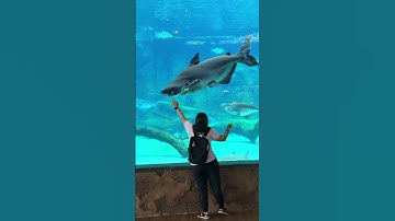 A wild day at Singapore Zoo at Mandai #zoo #vacation #capybara #animals #travel