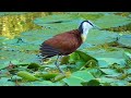 SOUTH AFRICA African Jacana (Kruger n.p.)