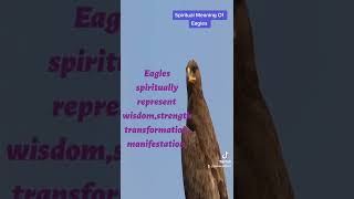 Spiritual Meaning Of Eagles