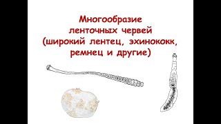 Многообразие ленточных червей (широкий лентец, эхинококк, ремнец и другие)