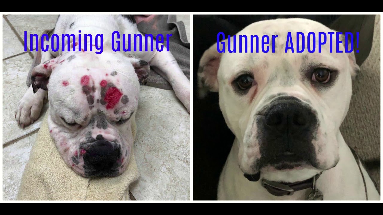 unbreakable bullies rescue