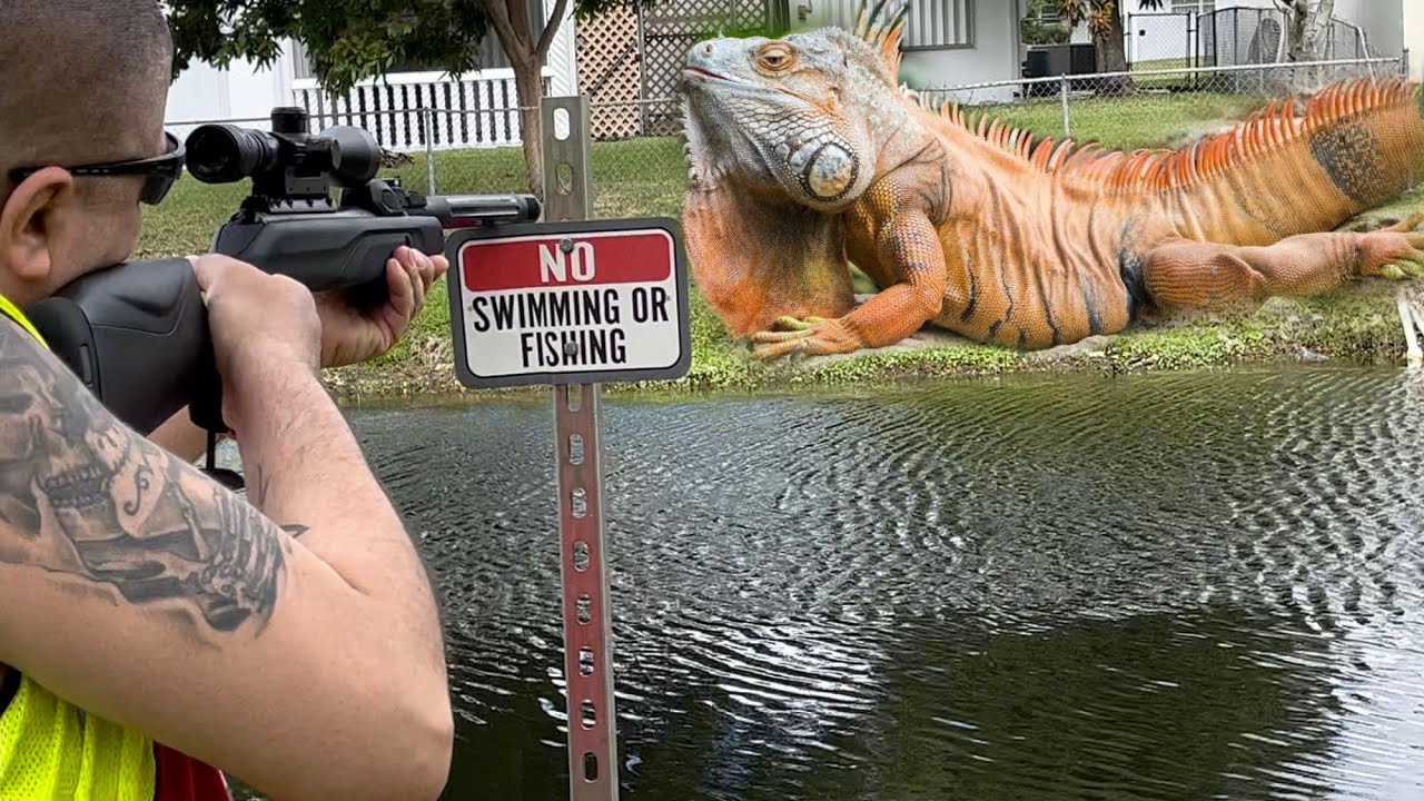 Pcp & Break Barrel Air Rifle Iguana Hunt Removing a Mess of Iguanas