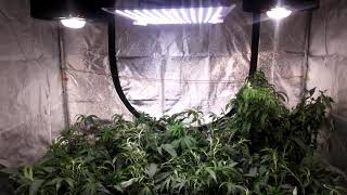 Runtz spider farmer led grow