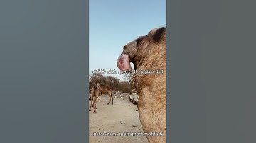القارئ عبد الرحمن مسعد | افلا ينظرون الى الابل كيف خلقت