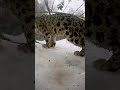 Snow Leopard Snow Day