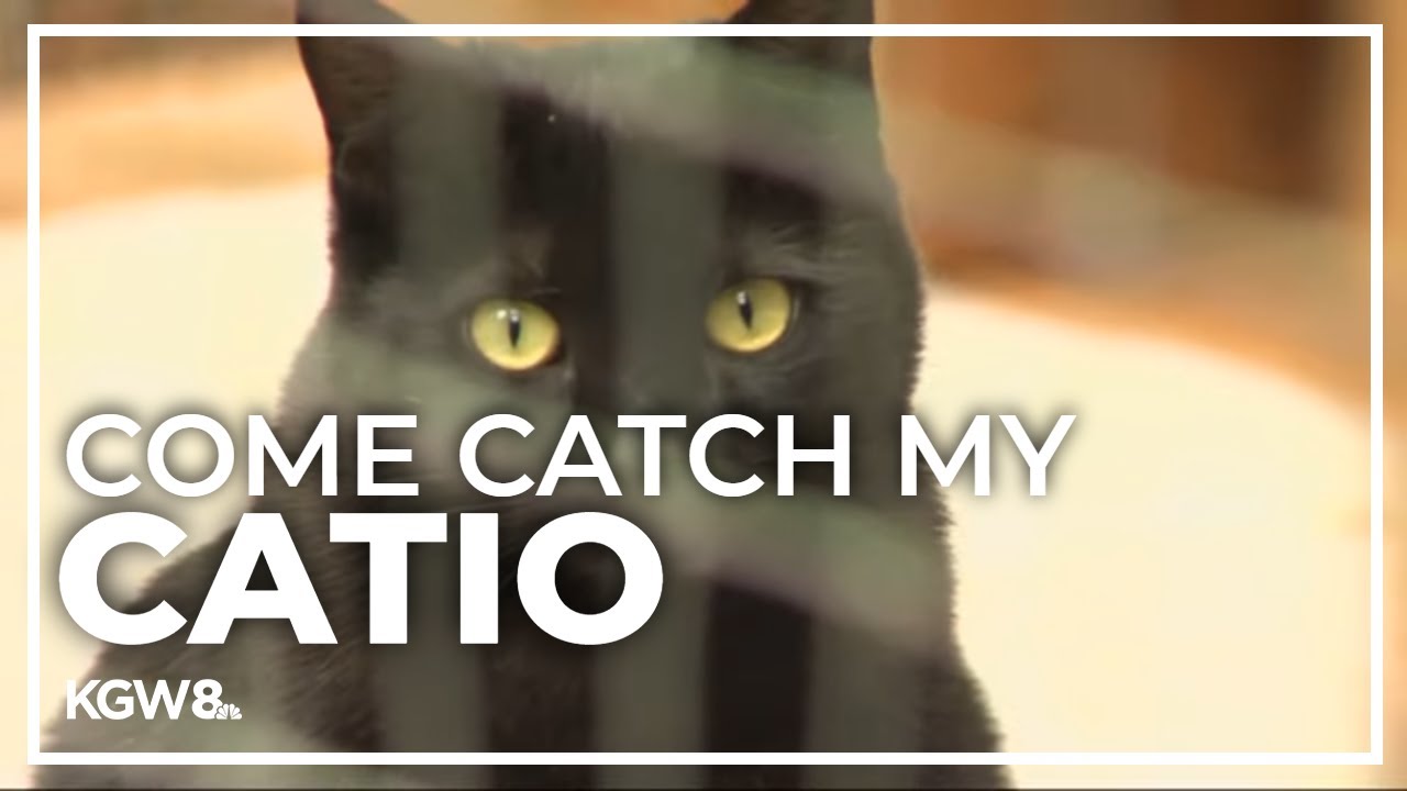 NE Portland woman creates penthouse for her cats that is part of the 10th annual Catio Tour