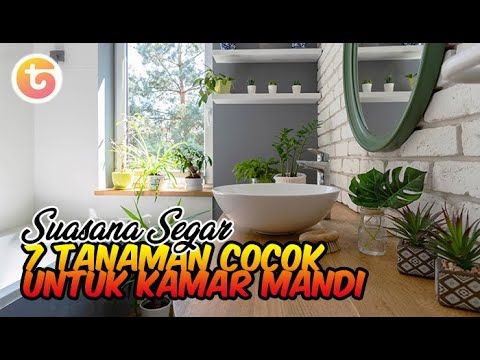 Video: Tanaman Untuk Kamar Mandi Dengan Jendela