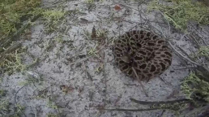 Gopro vs Rattlesnake