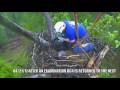 AEF-DC EAGLE CAM  🐣🐣 RESCUE OF EAGLET DC 4... SEALED WITH A KISS!