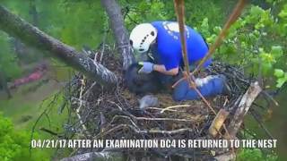 AEFDC EAGLE CAM   RESCUE OF EAGLET DC 4... SEALED WITH A KISS!