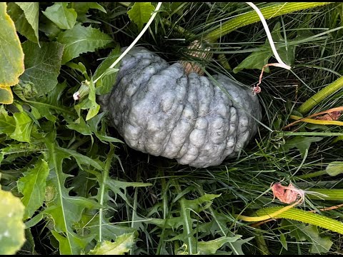 Idaho Garden Girl - Pruning Winter Squash Plants - 15 Sept 2022 - SW Idaho USDA Zone 6b/7a