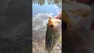 In God fishing caught a Largemouth Alabama Bass private pond in Oneonta Alabama #bassfeatured #fish
