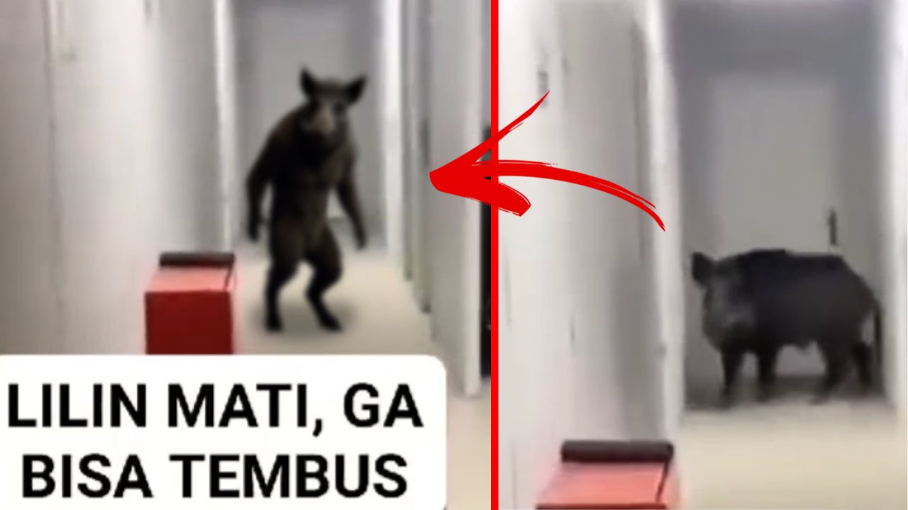 LILINNYA KEBURU MATI BABI NGEPET INI GABISA TEMBUS TEMBOK AKHIRNYA KETANGKEP