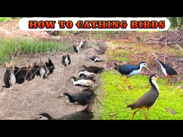 How To Cathing Birds in Simple Way|Best Bird trap| class=