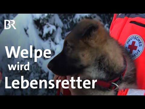 Video: Frida, Der Rettungshund, Zog Sich Von Ihrer Arbeit Zurück