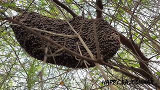 Mountain Honey Bee | மலை தேனீ