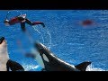 When Orcas Attack