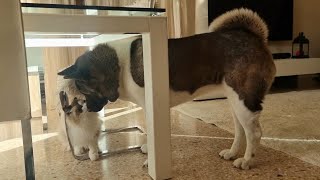 BRAVE RAGDOLL CAT! Akita vs Cat Ep. 122 by micamachi 59 views 1 year ago 35 seconds