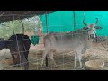 Ogad baba gau seva sansthan ashram sultanpura 6350359076