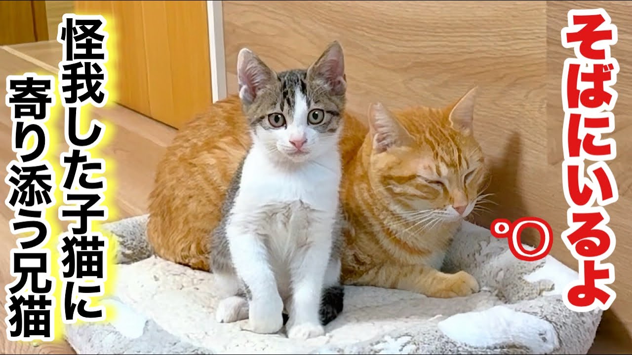 【危険⚠️】そのオモチャ､本当に安全？子猫が怪我をした理由