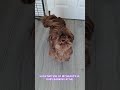SLOW MOTION OF MY BEAUTIFUL RUBY BARKING AT ME