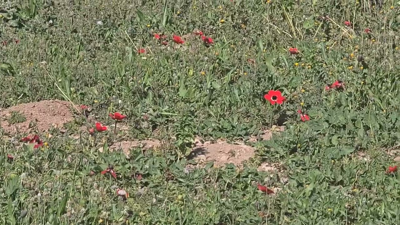 Walking nature video