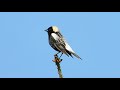 Oiseaux du Québec, chants et cris #5 / Birds songs and calls #5