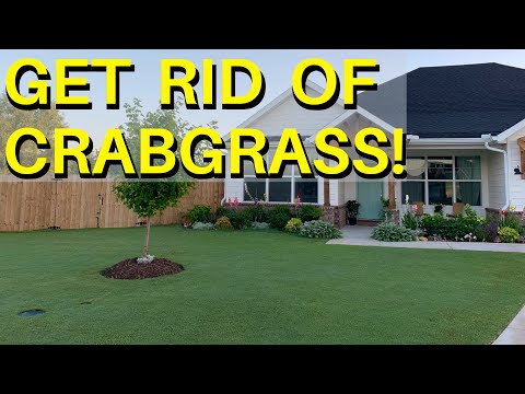 Vídeo: Control de males herbes de Goosegrass - Informació sobre com matar Goosegrass