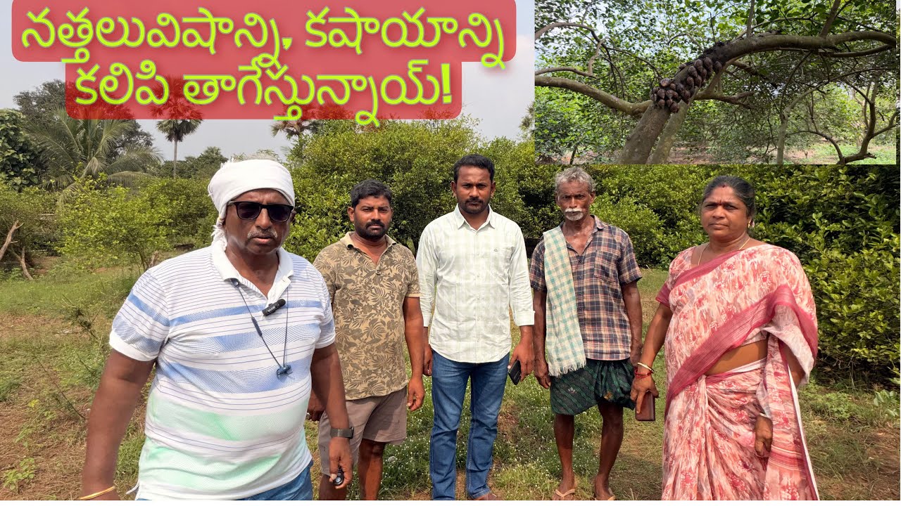 Улитки пьют яд и даже зелья!