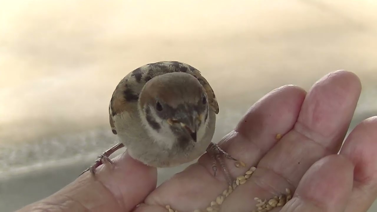 餌を貰いに手の上に飛んで来た子雀 20260623 1 （天満宮） - YouTube