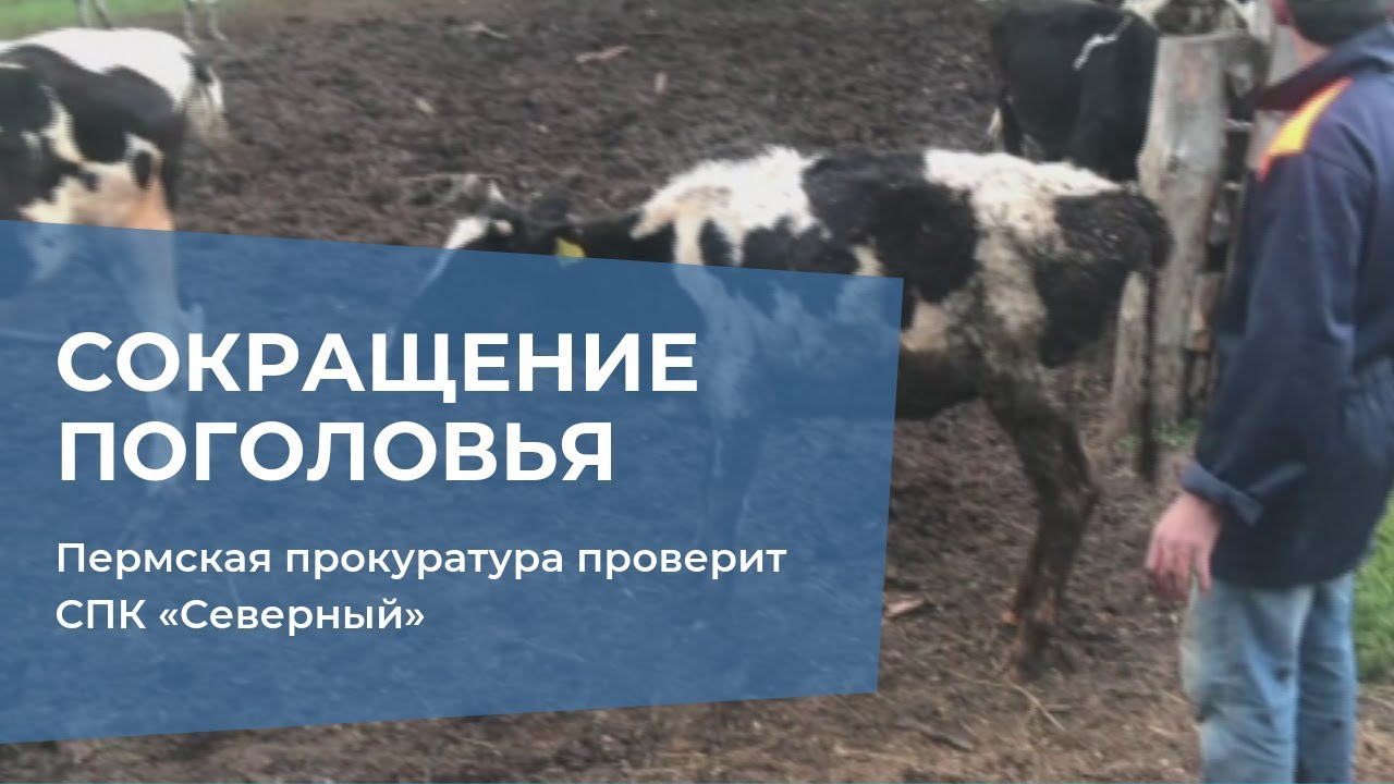 Спк северное соликамск золотарев. Спк северный. Спк северный. Село болотниково пензенской области. Совхоз северный соликамск.